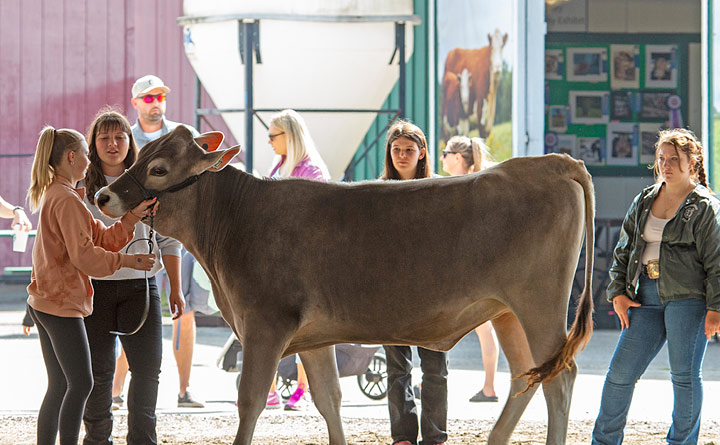 People with a cow at the Evergreen State Fair