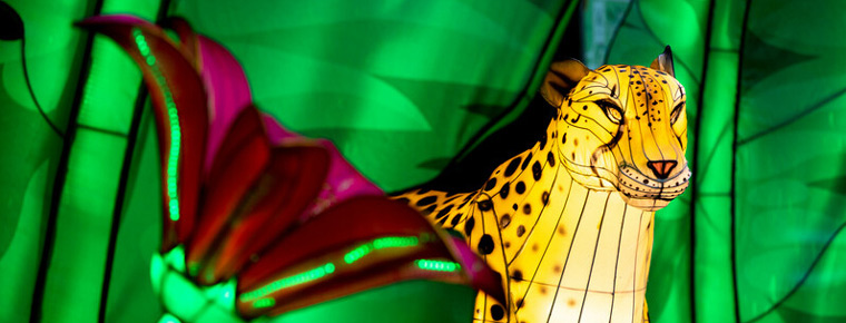 A holiday lantern cheetah.